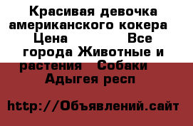 Красивая девочка американского кокера › Цена ­ 35 000 - Все города Животные и растения » Собаки   . Адыгея респ.